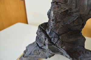 What is Bog Oak? (Updated)